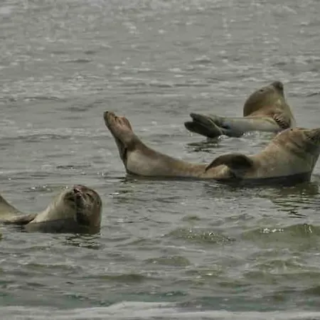 Apartmán Rdc Avec Courette - Jusqu'a 6 Pers - A 100m *